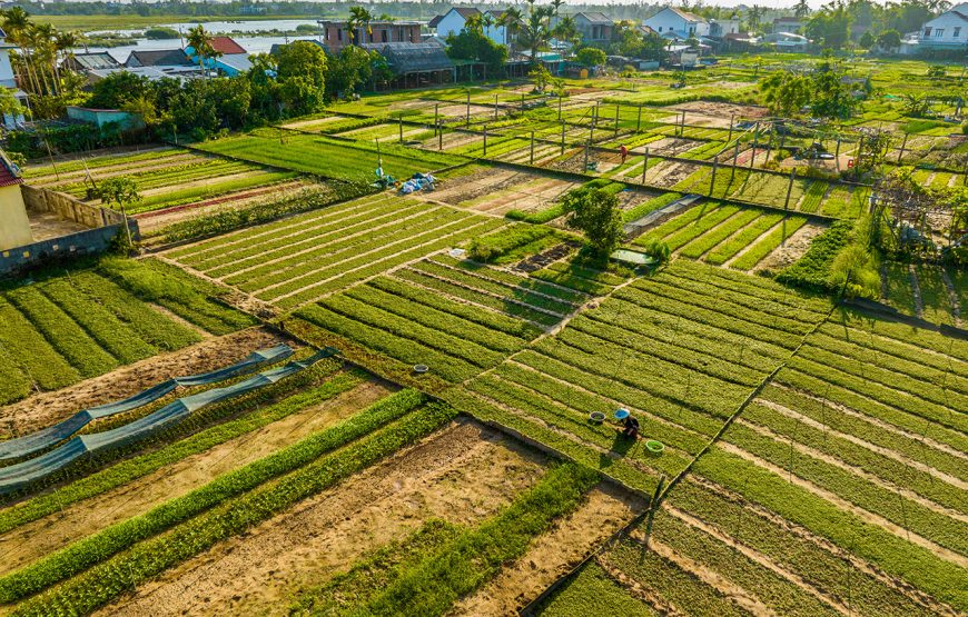 Private tour: Half-day Tra Que Village From Hoi An