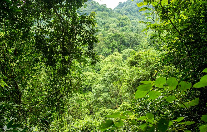 Private tour: Full-day Cuc Phuong National Park From Ha Noi